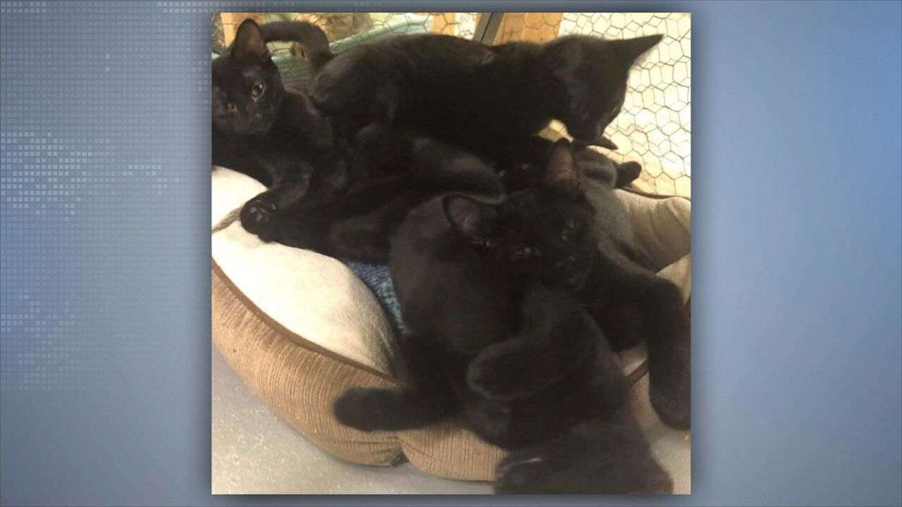 SALEM CATS.transfer.jpg